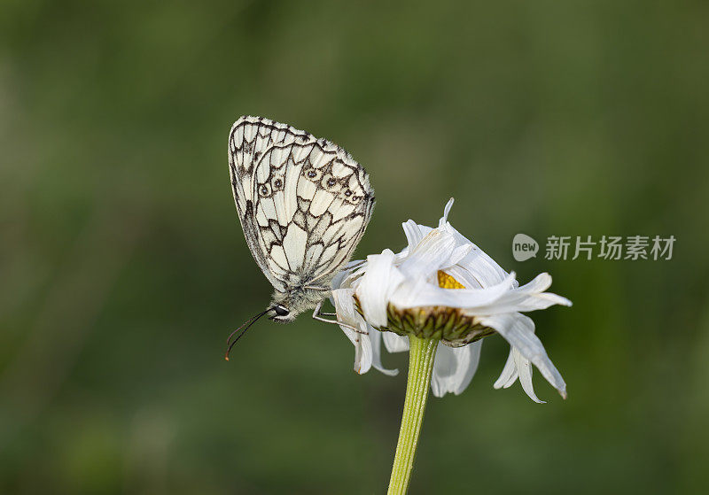 石纹白蝴蝶(Melanargia galathea)